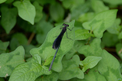 Atrocalopteryx atrata