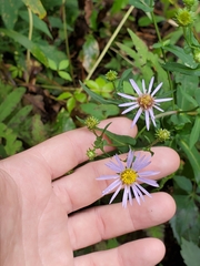 Symphyotrichum prenanthoides