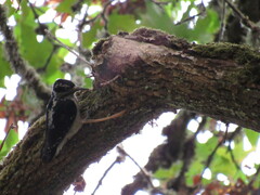 Dryobates villosus harrisi