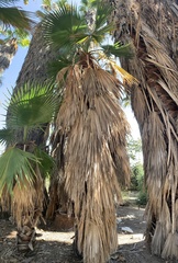 Washingtonia filifera