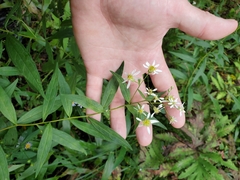 Symphyotrichum prenanthoides