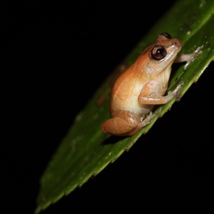 Diasporus majeensis