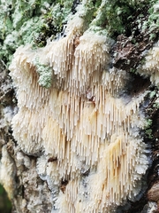 Radulomyces copelandii