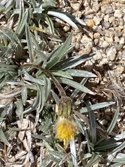 Raillardella argentea