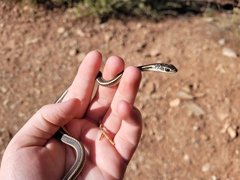 Masticophis taeniatus
