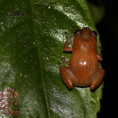 Diasporus majeensis