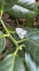 Lacinipolia laudabilis