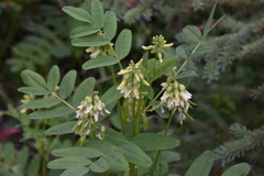 Astragalus americanus