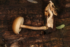 Lentinus arcularius