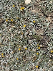 Raillardella argentea