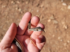Masticophis taeniatus