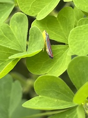 Graphocephala coccinea