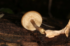 Lentinus arcularius