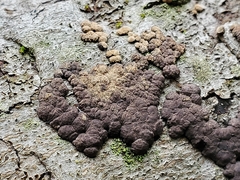 Jackrogersella multiformis