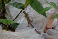 Takydromus tachydromoides