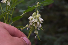 Astragalus americanus