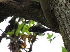 Dryobates villosus harrisi