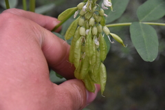 Astragalus americanus