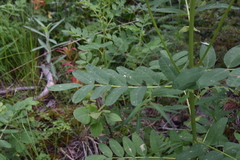 Astragalus americanus