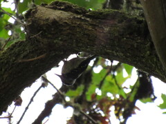 Dryobates villosus harrisi