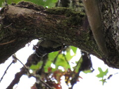 Dryobates villosus harrisi