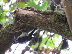 Dryobates villosus harrisi