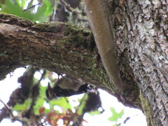 Dryobates villosus harrisi