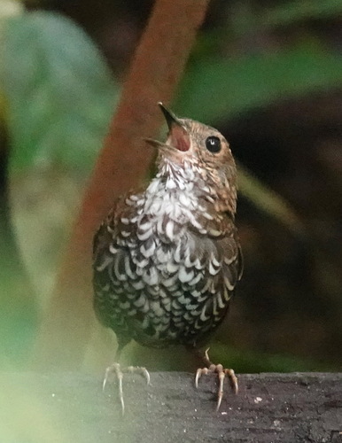Pygmy Cupwing (Pnoepyga pusilla), photo 8