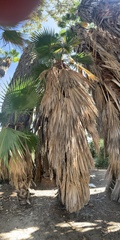 Washingtonia filifera