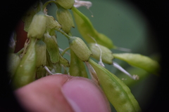 Astragalus americanus