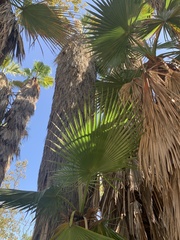 Washingtonia filifera