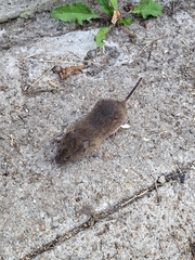 Microtus