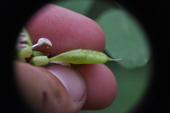Astragalus americanus