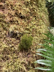 Dicranum fuscescens
