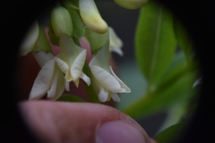 Astragalus americanus