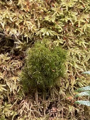 Dicranum fuscescens