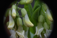 Astragalus americanus