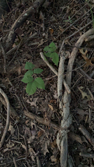 Circaea canadensis