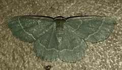 Chlorochlamys phyllinaria