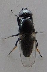 Madiza glabra
