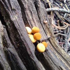 Cyptotrama chrysopepla