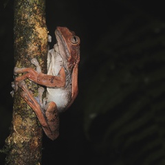 Gastrotheca nicefori