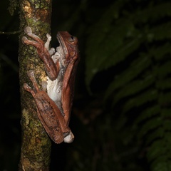 Gastrotheca nicefori