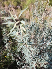 Berberis trifoliolata