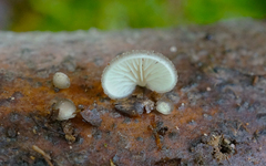Hohenbuehelia grisea