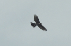 Accipiter striatus