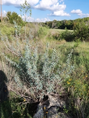 Berberis trifoliolata