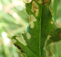 Coleophora peribenanderi