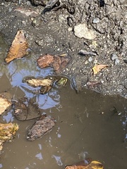 Lithobates clamitans