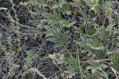 Potentilla hippiana